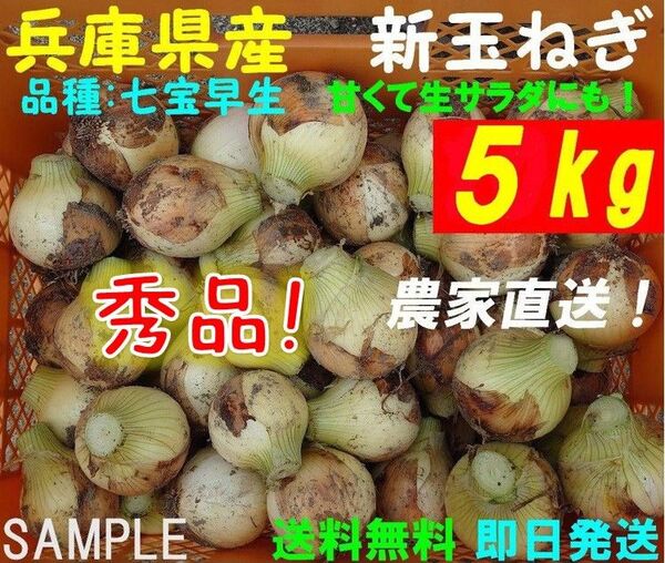 【兵庫県産】新玉ねぎ 5kg 農家直送 早生 サラダ玉葱 朝採り 新鮮 ブランド 名産 七宝 タマネギ 玉葱