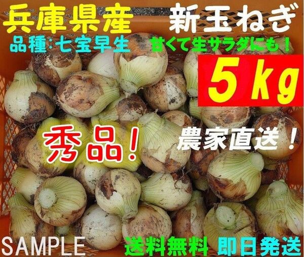 【兵庫県産】新玉ねぎ 5kg 農家直送 早生 サラダ玉葱 朝採り 新鮮 ブランド 名産 七宝 タマネギ 玉葱