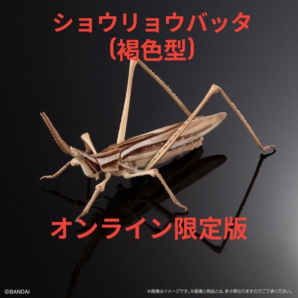 いきもの大図鑑アドバンス オオカマキリとショウリョウバッタ ディスプレイスタンドセット ショウリョウバッタ(褐色型) オンライン版