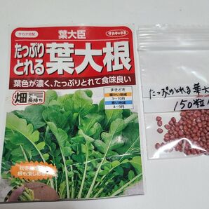 葉大根 種 その⑤ 種 150粒位 種苗会社大手 サカタのタネ 安心 おまとめ歓迎