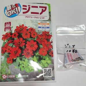 種 その② 真っ赤な ジニア 10粒 種苗会社大手 サカタのタネ 安心 おまとめ歓迎会