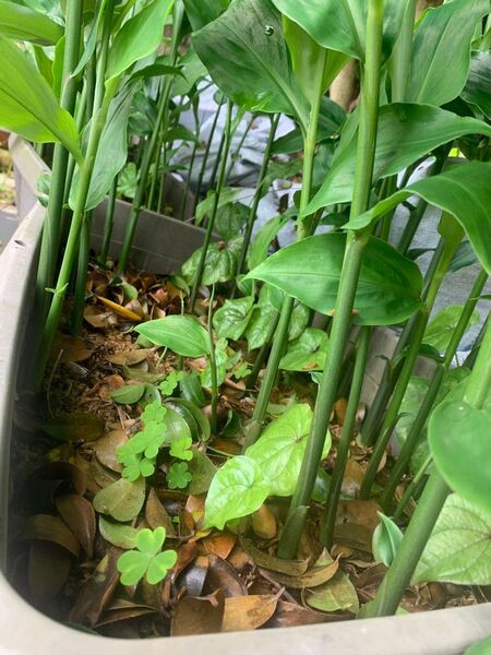 無農薬 苗根 地下茎 みょうが根 ミョウガ根 ミョウガ 苗