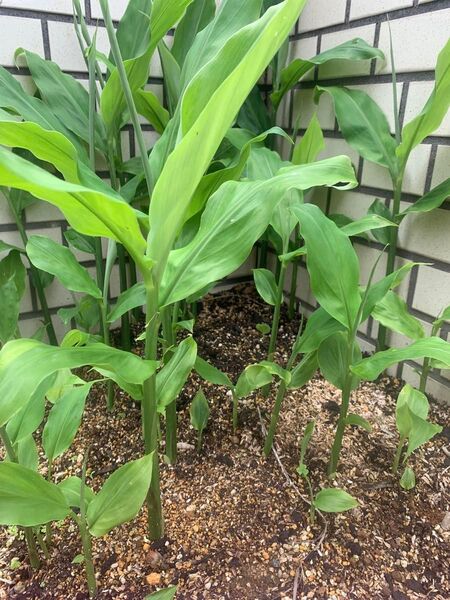 無農薬 苗根 地下茎 みょうが根 ミョウガ根 ミョウガ 苗