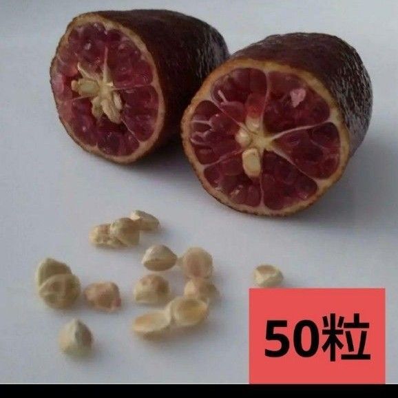 フィンガーライム 種【50粒】