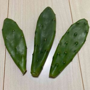 ウチワサボテン 3株 多肉植物 サボテン 観葉植物