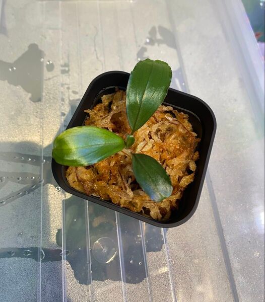 Bucephalandra sp. ″Serawai2″ Sintang TB便