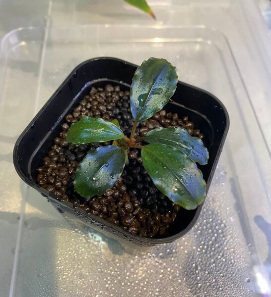 Bucephalandra sp. brownie blue 2013 ③
