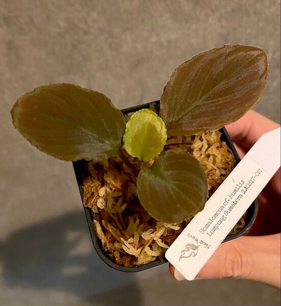 Homalomena cf. humilisLampung Sumatera 【LA0217-02】