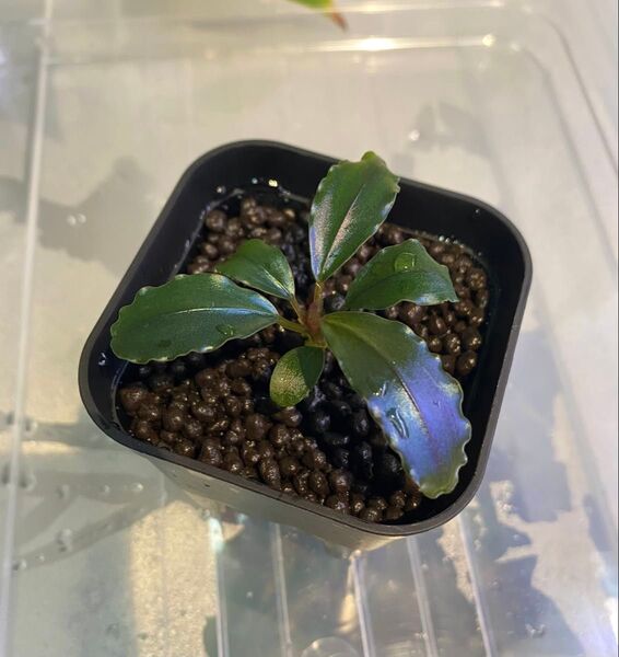 Bucephalandra sp. brownie blue 2013 ②