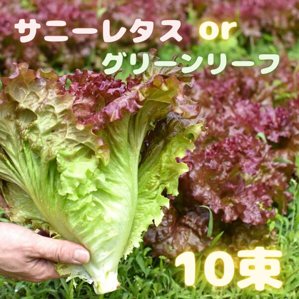 めっちゃお買い得 サニーレタス 01