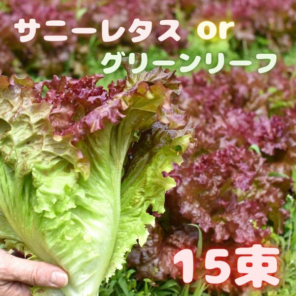 めっちゃお買い得 サニーレタス 葉野菜 02