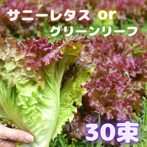 めっちゃお買い得 サニーレタス 葉野菜 03