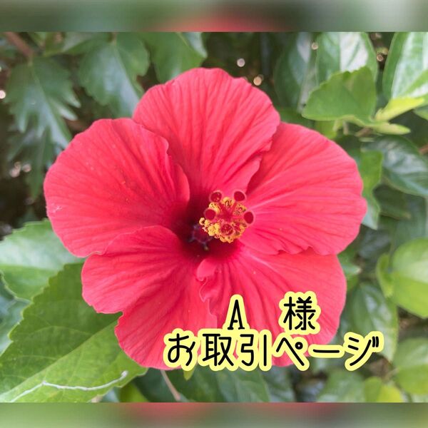 A様お取引ページ