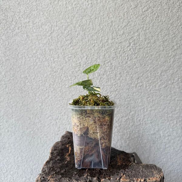 54【希少・斑入り】スキンダプサス・アポラキ(Scindapsus Apolaki)/観葉植物・鉢付き