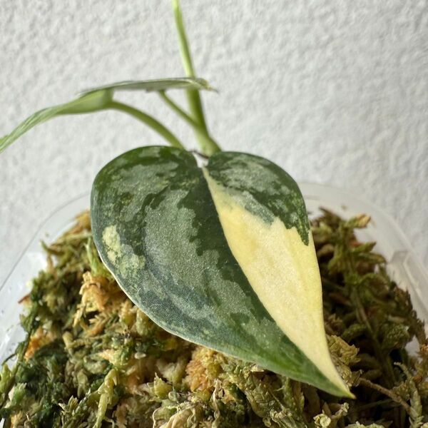 54【希少・斑入り】スキンダプサス・アポラキ(Scindapsus Apolaki)/観葉植物・鉢付き