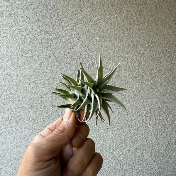【希少・赤花種】短葉太葉チランジア・エディシアエ(Tillandsia edithae)/エアプランツ