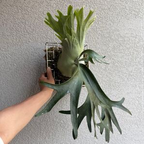 ウィリンキー「 ドワーフタツタ」/Platycerium willinckii dwarf Tatsuta スポア