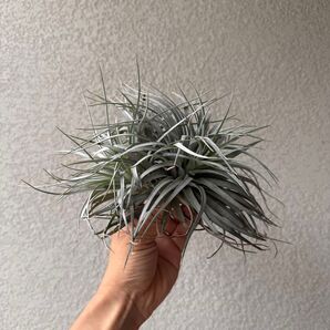 【美株】ティランジア・ヒューストン(Tillandsia houston)/エアプランツ子株付き
