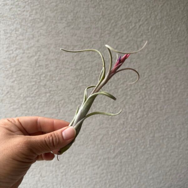 【美形・良株】チランジア・インターメディア(Tillandsia intermedia)/エアプランツ