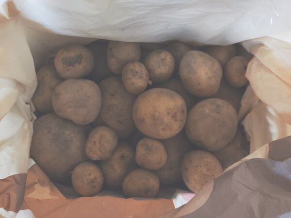 じゃがいも きたあかり 無農薬 訳あり 箱込み1.7kg サイズバラバラ