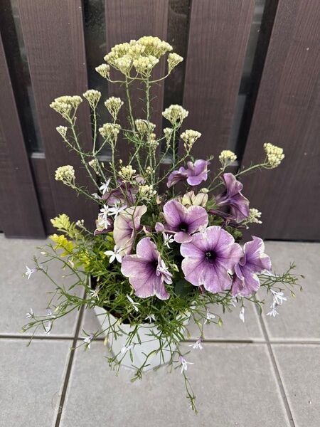 自分へのご褒美やプレゼントにも♪ ■ 寄せ植え 花■季節の花のブリコラージュフラワー C