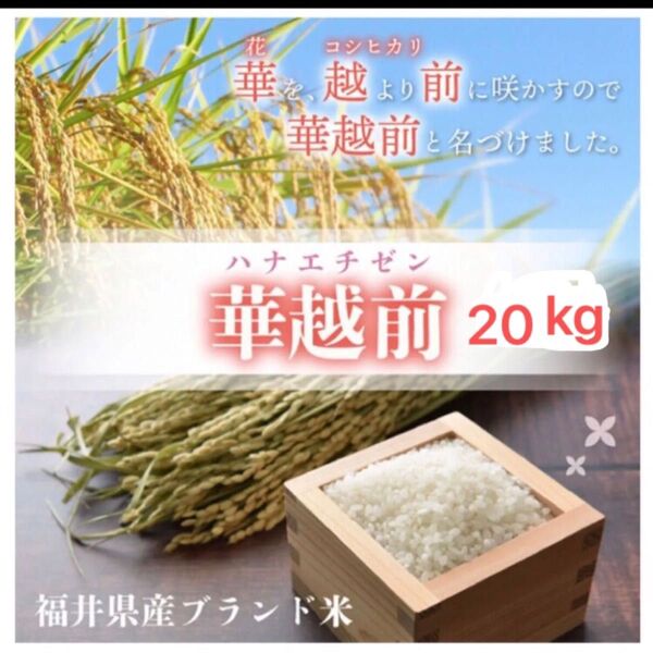 福井県産 華越前 はなえちぜん 20kg 精白米 令和7年精米 ブランド:ハナエチゼン