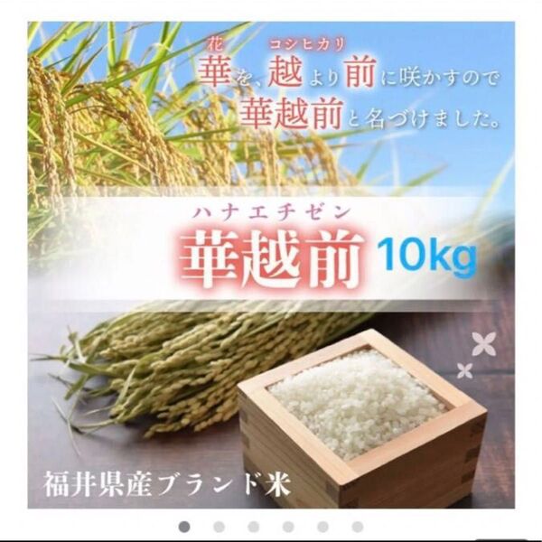 福井県産 華越前 はなえちぜん 10kg 精白米 令和7年5月精米 ブランド:ハナエチゼン