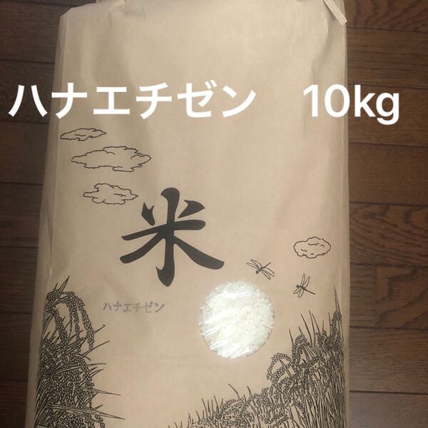 華越前 ハナエチゼン 10kg 令和7年5月精米 福井 米