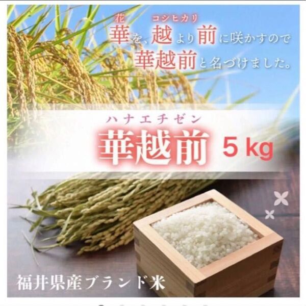 福井県産 華越前 はなえちぜん 5kg 精白米 令和7年5月精米 ハナエチゼン