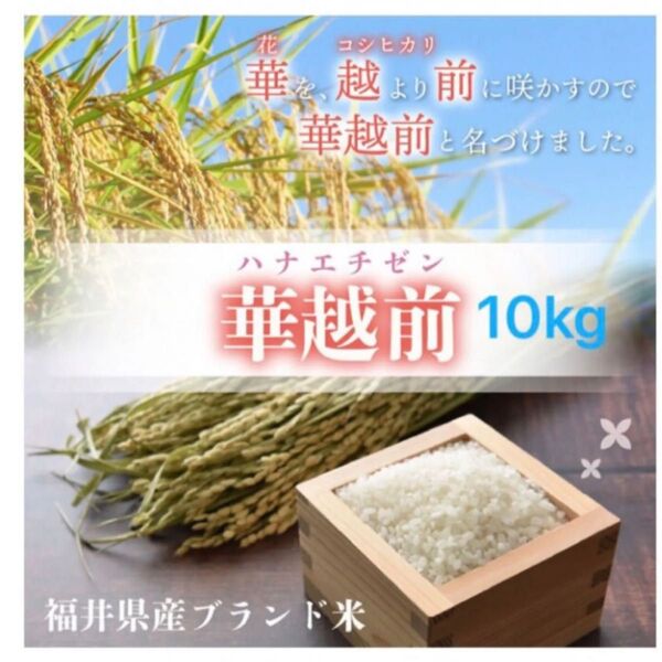 福井県産 華越前 はなえちぜん 10kg 5kg 2袋 精白米 令和6年産ブランド:ハナエチゼン令和7年5月精米
