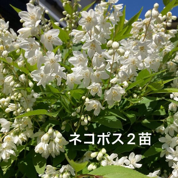 ヒメウツギ 姫空木 挿し木 2苗【R】
