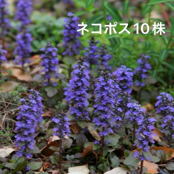 アジュガ 苗 10株