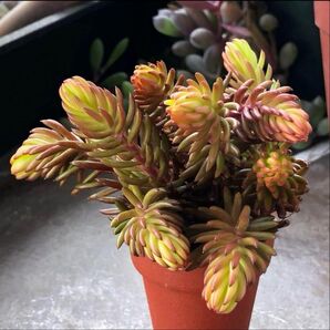 多肉植物^o^ レモンボール