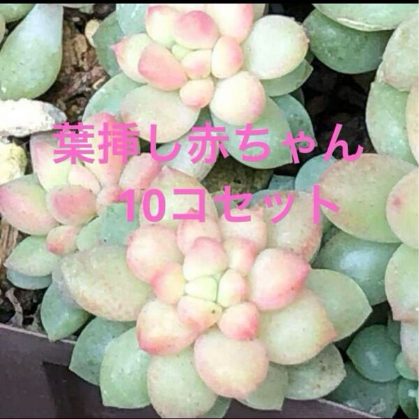 多肉植物^o^ 葉挿し赤ちゃんピンクベリー10コセット