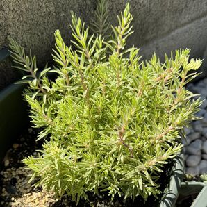 多肉植物^o^ 笹姫 大株