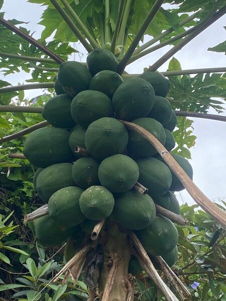 新鮮 小ぶり青パパイヤ(南の島育ち)約1.5キロ〜