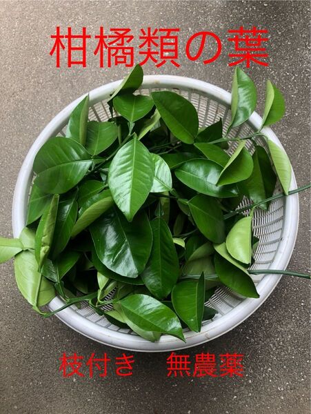 和歌山産 八朔の葉 枝付き 無農薬 アゲハ蝶の餌 トゲなし