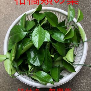 和歌山産 八朔の葉 枝付き 無農薬 アゲハ蝶の餌 トゲなし