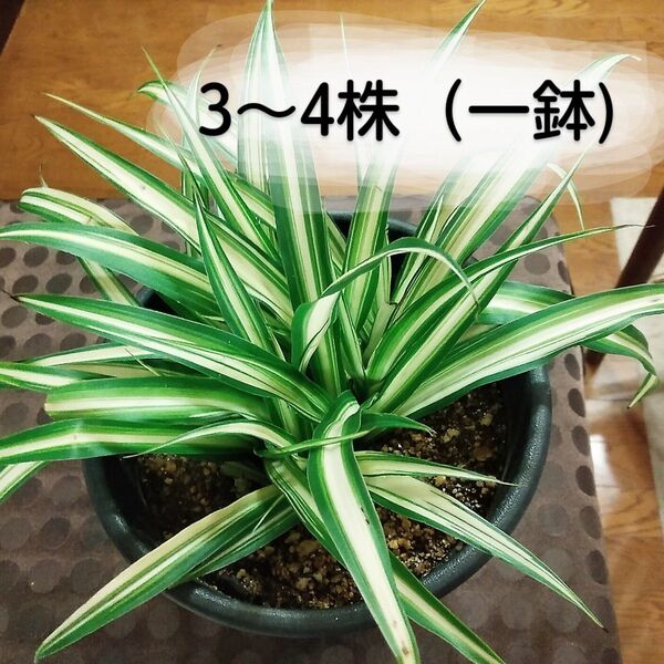 オリヅルラン 斑入り 3~4株(1鉢分)