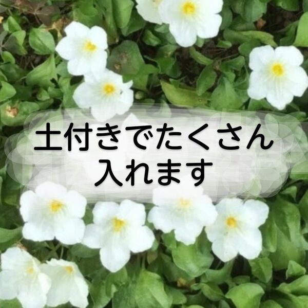銀杯草 ギンパイソウ グランドカバー 白花 宿根草 たくさん