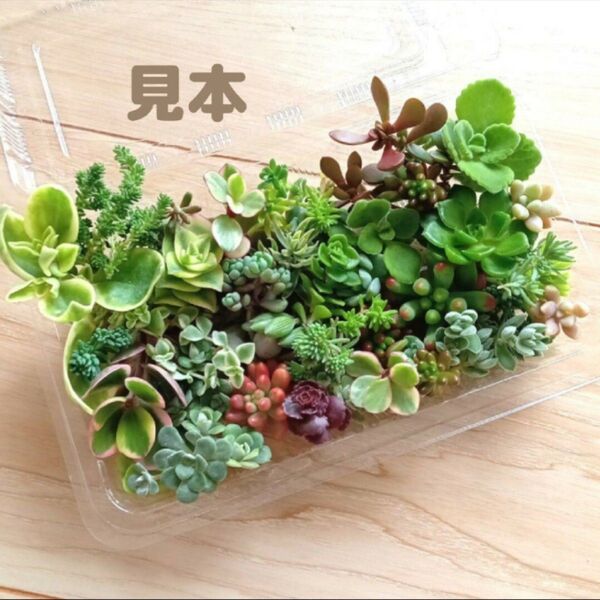 多肉植物 カット苗詰め合わせ
