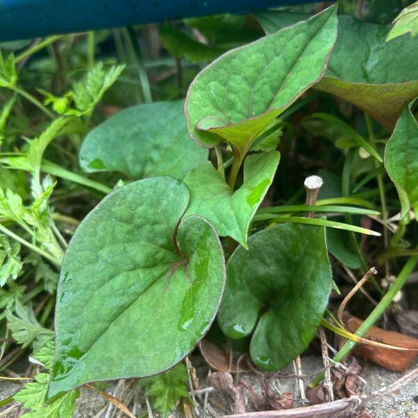 どくだみ苗 10本 無農薬