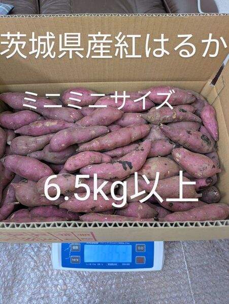 茨城県産紅はるか 訳ありミニミニサイズ
