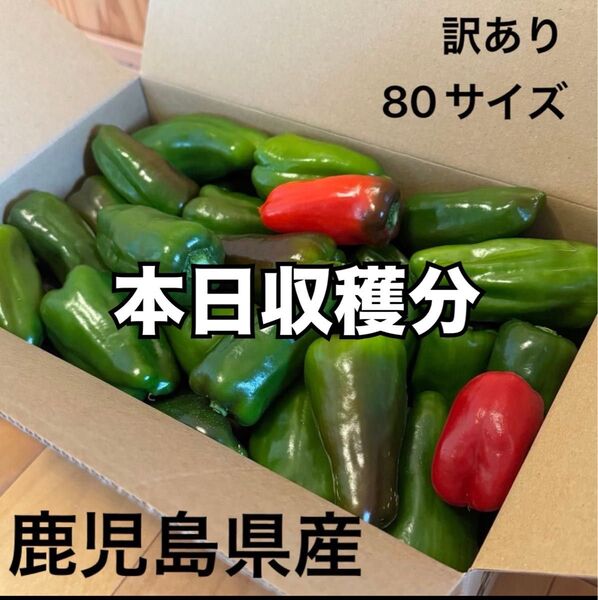 訳あり ピーマン 鹿児島県産 ※箱小さめ