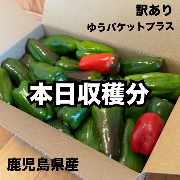 訳あり ピーマン 鹿児島県産