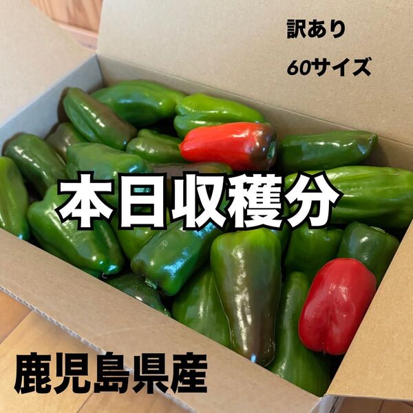 訳あり ピーマン 鹿児島県産