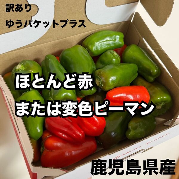 訳あり ピーマン 鹿児島県産