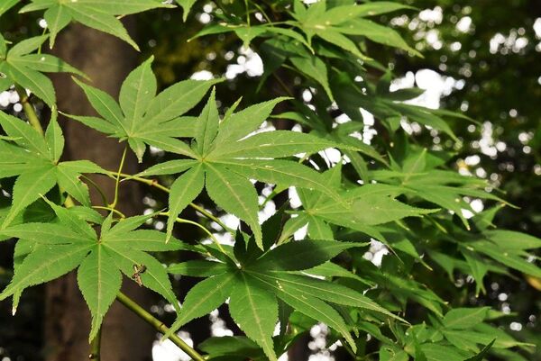 イロハモミジの苗木10本+α