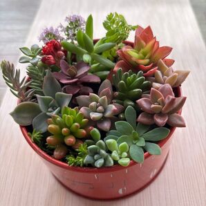そのまま飾れる多肉植物!寄せ植え