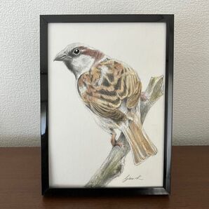 スズメ淡彩画